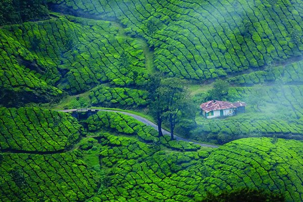 Bison Valley - Ooty