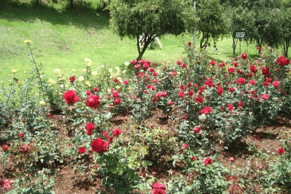 Ooty Rose Gardens