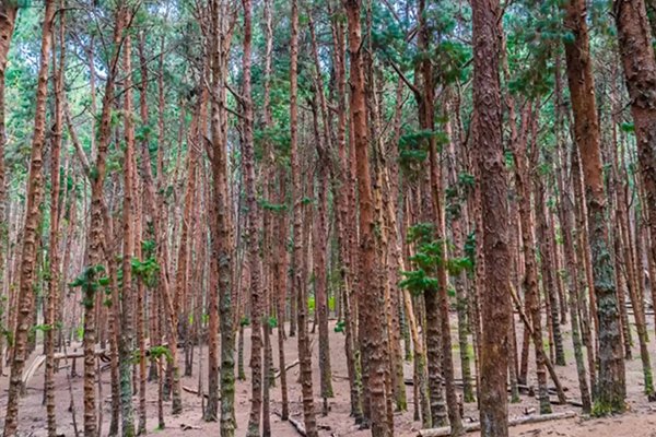 Pine-Forest-Kodaikanal