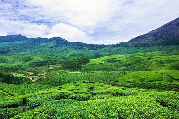 Tea-Gardens